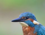 IJsvogel - Common Kingfisher