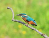 IJsvogel - Common Kingfisher