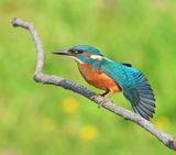 IJsvogel - Common Kingfisher