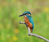 IJsvogel - Common Kingfisher