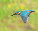 IJsvogel - Common Kingfisher