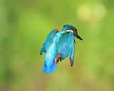 IJsvogel - Common Kingfisher