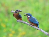 IJsvogels - Common Kingfishers