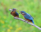 IJsvogels - Common Kingfishers