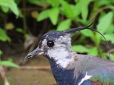 Kievt - Northern Lapwing