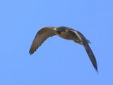Slechtvalk - Peregrine Falcon