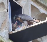 Slechtvalken - Peregrine Falcons