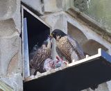 Slechtvalken - Peregrine Falcons