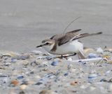 Strandplevier - Kentish Plover