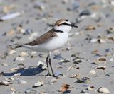 Strandplevier - Kentish Plover
