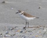 Strandplevier - Kentish Plover