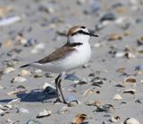 Strandplevier - Kentish Plover
