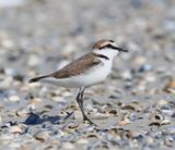 Strandplevier - Kentish Plover