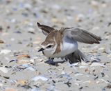 Strandplevier - Kentish Plover
