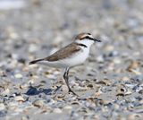 Strandplevier - Kentish Plover