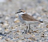 Strandplevier - Kentish Plover