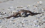 Strandplevier - Kentish Plover