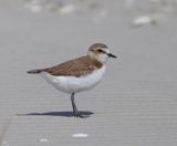 Strandplevier - Kentish Plover