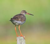 Tureluur - Common Redshank