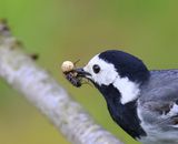 Witte Kwikstaart - White Wagtail