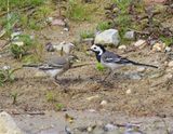 Witte Kwikstaarten - White Wagtails