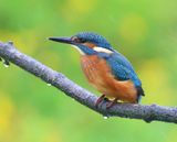 IJsvogel - Common Kingfisher