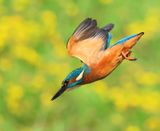 IJsvogel - Common Kingfisher