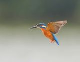 IJsvogel - Common Kingfisher