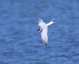 Visdief - Common Tern