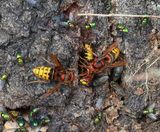 Hoornaars - Hornets
