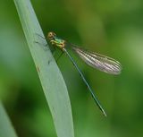 Houtpantserjuffer - Willow Emerald Damselfly