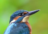 IJsvogel - Common Kingfisher