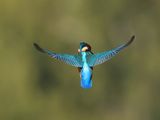 IJsvogel - Common Kingfisher
