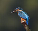 IJsvogel - Common Kingfisher