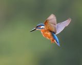 IJsvogel - Common Kingfisher