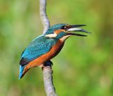 IJsvogel - Common Kingfisher