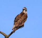 Visarend - Osprey