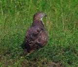 Wespendief - European Honey Buzzard