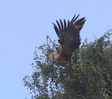 Zeearend - White-tailed Eagle