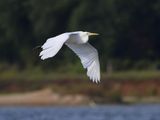 Grote Zilverreiger - Great Egret