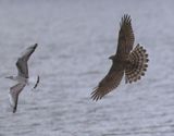 Havik - Northern Goshawk
