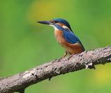 IJsvogel - Common Kingfisher