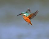 IJsvogel - Common Kingfisher