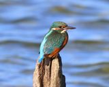 IJsvogel - Common Kingfisher