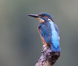 IJsvogel - Common Kingfisher