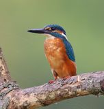 IJsvogel - Common Kingfisher