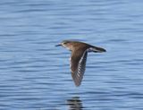 Oeverloper - Common Sandpiper