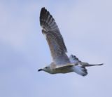 Pontische Meeuw - Caspian Gull