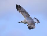 Pontische Meeuw - Caspian Gull