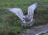 Pontische Meeuw - Caspian Gull
